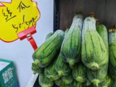 伍妹子丝瓜