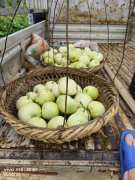 伍妹子香瓜