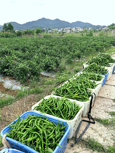 紫缘本地青辣椒